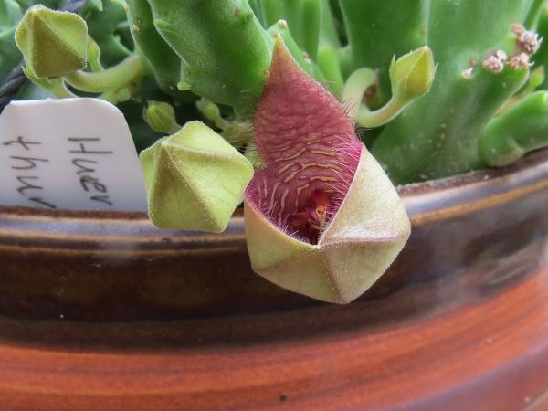 http://www.cloudjungle.com/cloudjungle/Asclepiadaceae/Stapelia/Stapelia paniculata v scitula flower opening.jpg